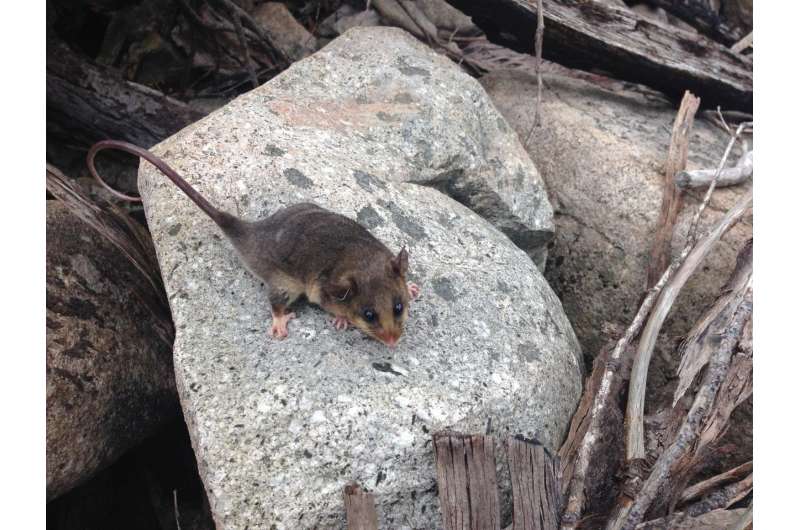 Genetic rescue boosts recovery of Australia's endangered mountain pygmy possums