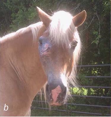 Genetic risk factor for equine eye cancer identified