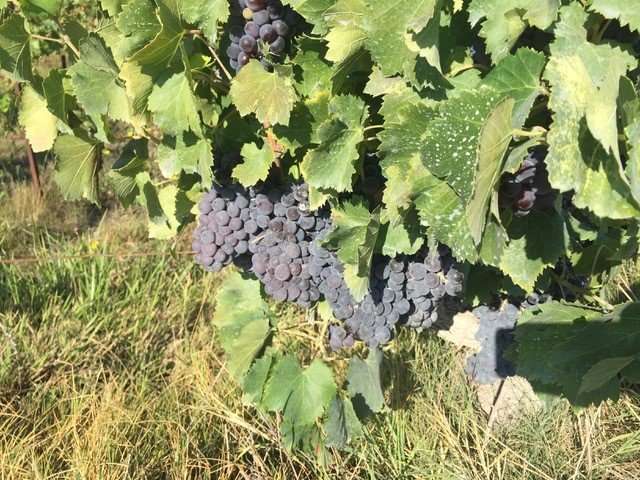 Genomic study reveals clues to wild past of grapes