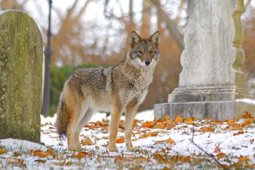 Getting more 'wolflike' is the key to the future for coyotes