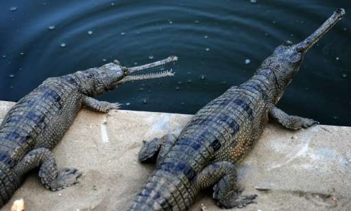 Gharials are close to extinction
