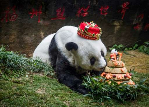 Giant panda Basi was something of a beloved star in China and her birthdays were often celebrated with gusto