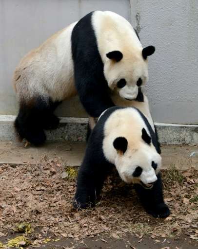 Giant pandas are notoriously clumsy at mating, with males said to be bad at determining when a female is in the right frame of m
