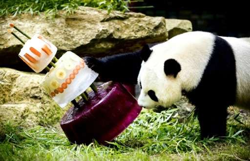 Giant panda Xing Ya celebrated his fourth birthday with an ice cake in Ouwehands Dierenpark zoo. Xing Ya and Wu Wen are on loan 