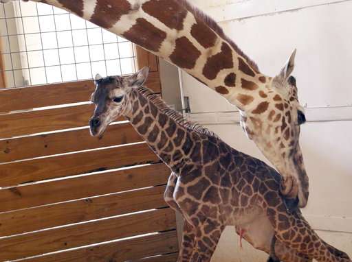 Giraffe's baby bump boosts tiny zoo's upkeep, conservation