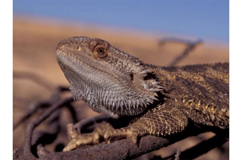 Girls will be boys: Sex reversal in dragon lizards