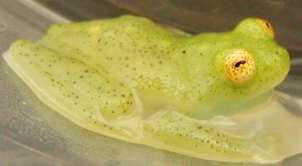 Glassfrogs show surprising diversity of parental strategies