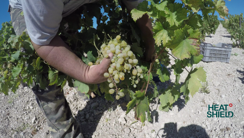 Global warming could result in losses for the European wine industry
