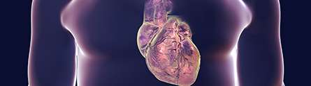 GPs' heart disease prediction tool narrows search for at-risk patients