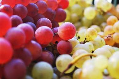 Grape seed extract could extend life of resin fillings