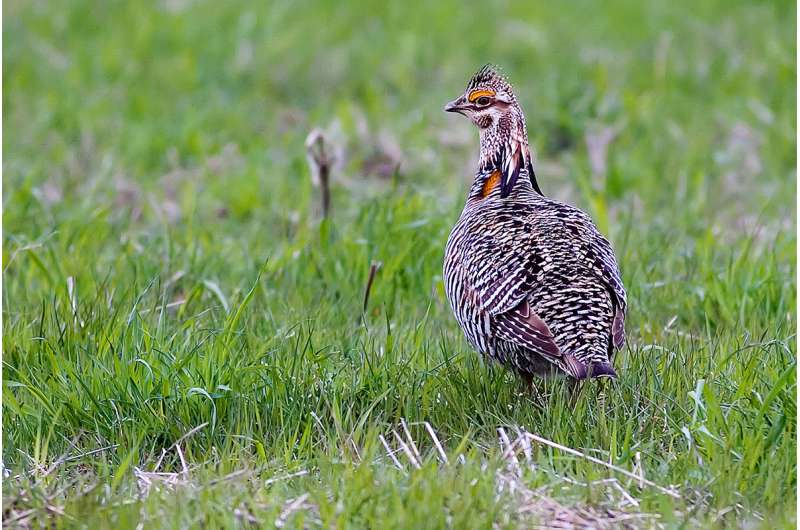Greater prairie chickens cannot persist in Illinois without help, researchers report