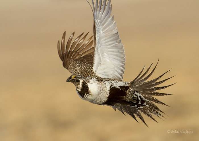 Greater sage-grouse more mobile than previously suspected