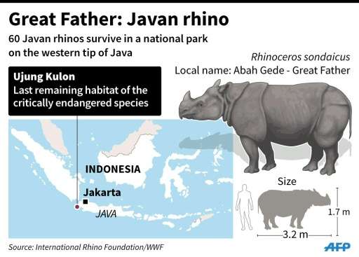 Great Father: Javan rhino