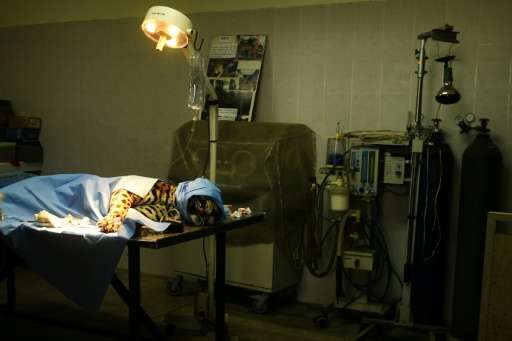 Greco, El Salvador's last male jaguar, undergoes surgery at the National Zoo
