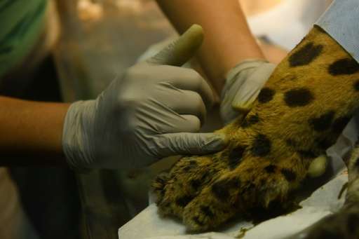 Greco the jaguar is treated for infection and inflammation of the bone at the National Zoo in El Salvador