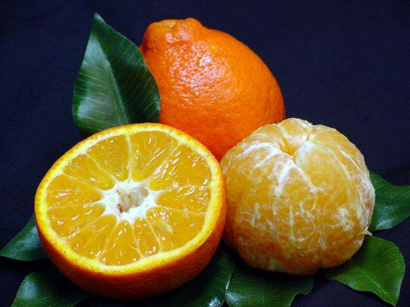 Greening-resistant ‘Sugar Belle’ mandarin orange found to be high in volatiles and beneficial phenolic compounds