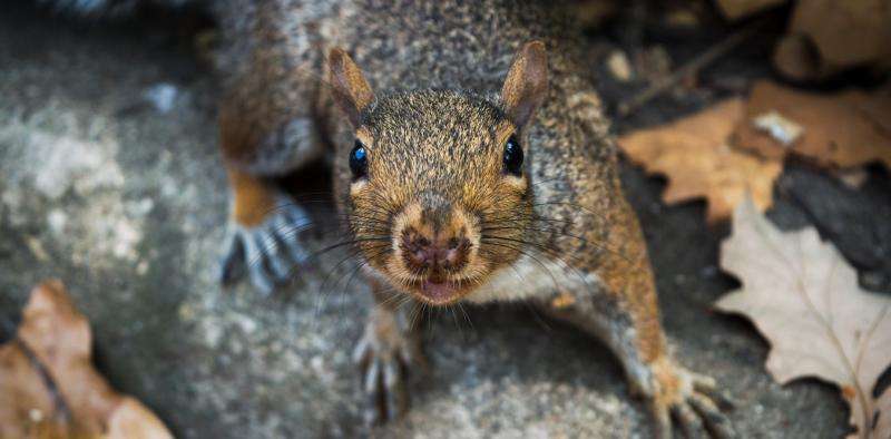 Grey squirrels are bad for the British countryside