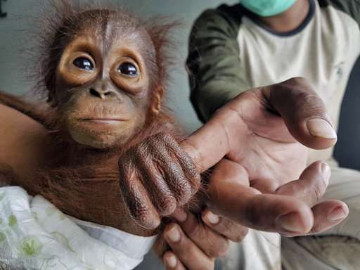 Group: Orangutan orphans a sign of habitat destruction