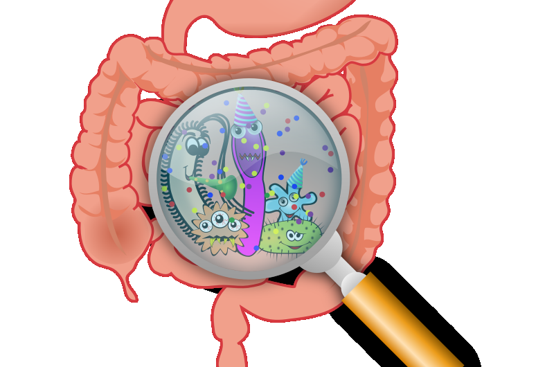 las bacterias intestinales