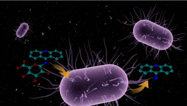 Gut bacteria influences drug-induced liver injury