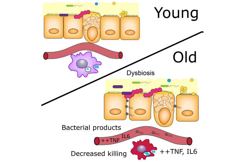 Gut microbes contribute to age-associated inflammation: Mouse study