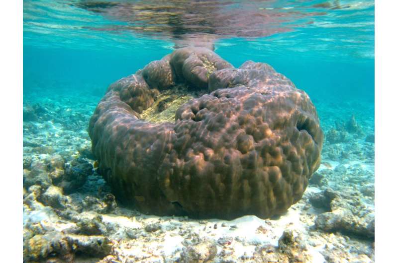 Hardy corals make their moves to build new reefs from scratch