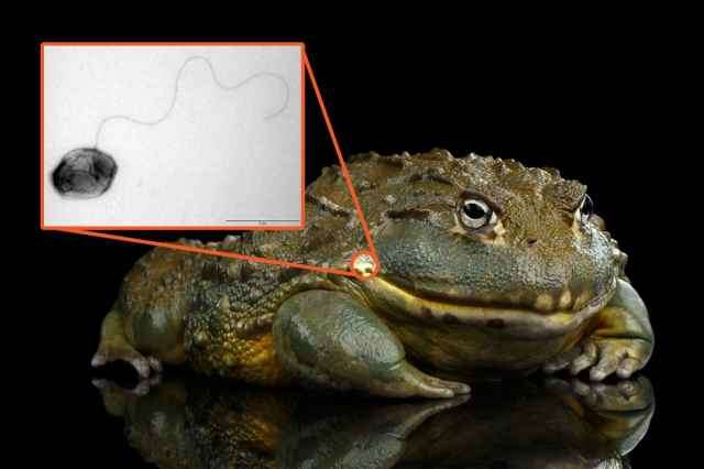 Harmful bacteria discovered in both amphibians and mammals