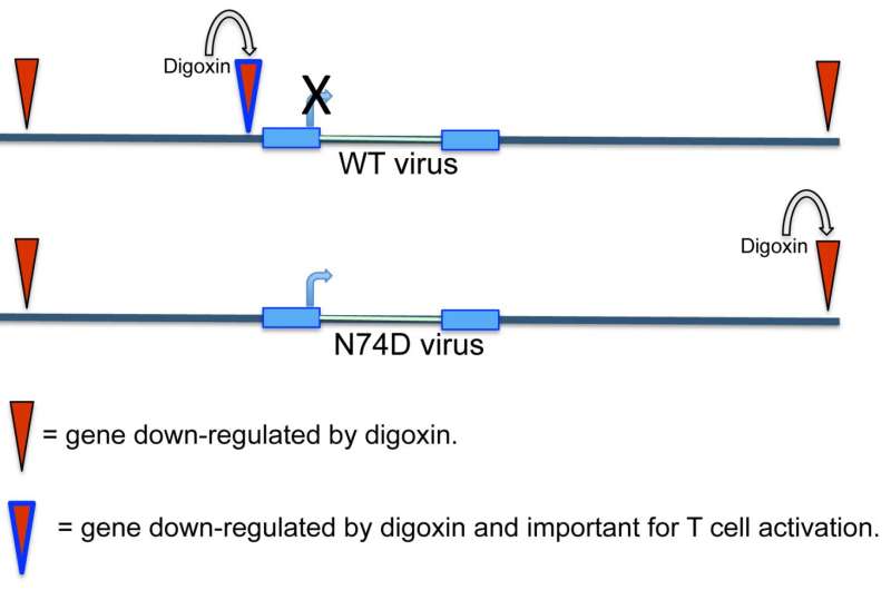 Heart toxin reveals new insights into HIV-1 integration in T cell genome