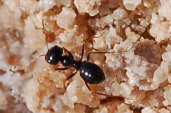 Heat-loving Australian ants believe in diversity, hint 74 species new to science