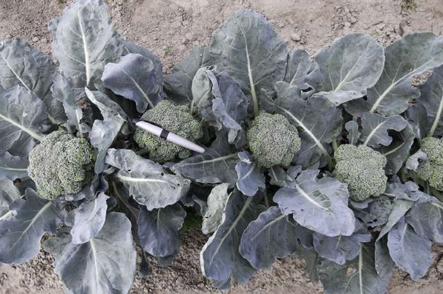 Heat-tolerant broccoli for the future