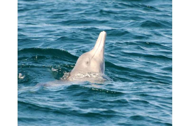 Help to save rare humpback dolphins