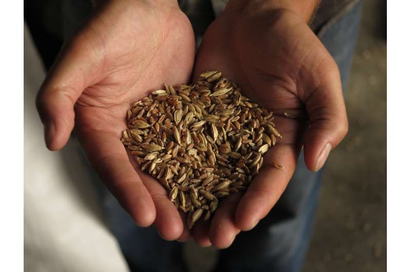 Heritage and ancient grain project feeds a growing demand