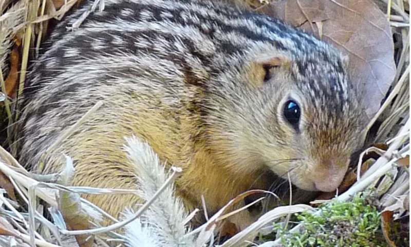 Hibernating squirrels and hamsters evolved to feel less cold