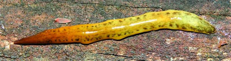 Hidden diversity: 3 new species of land flatworms from the Brazilian Araucaria forest