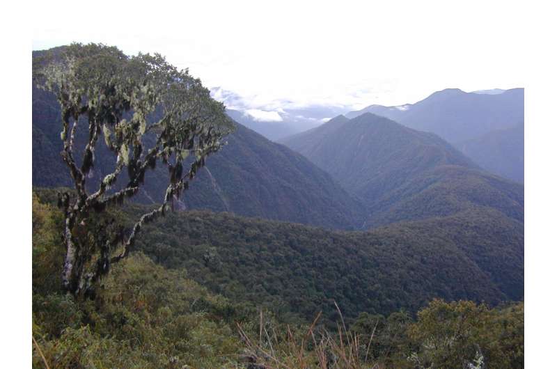 Hidden Inca treasure: Remarkable new tree genus discovered in the Andes