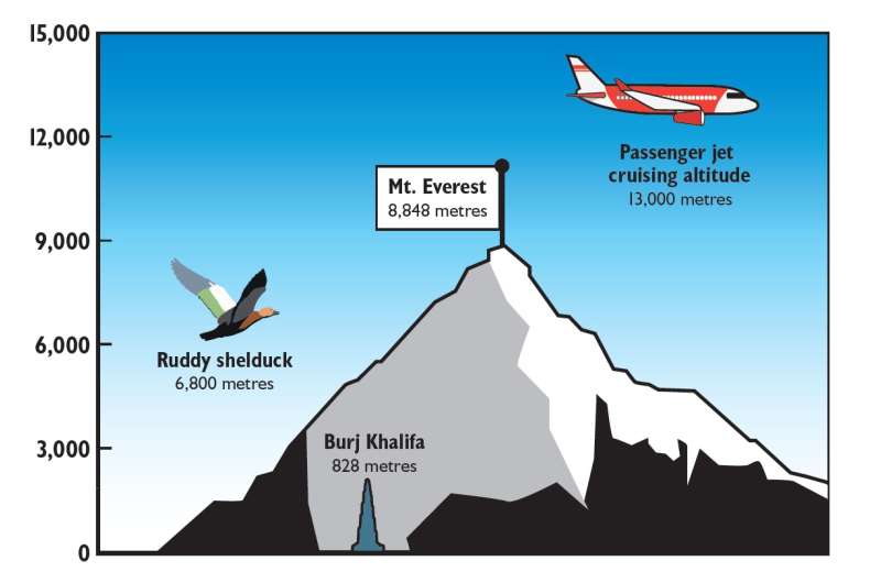 High-flying ducks cross Himalayas