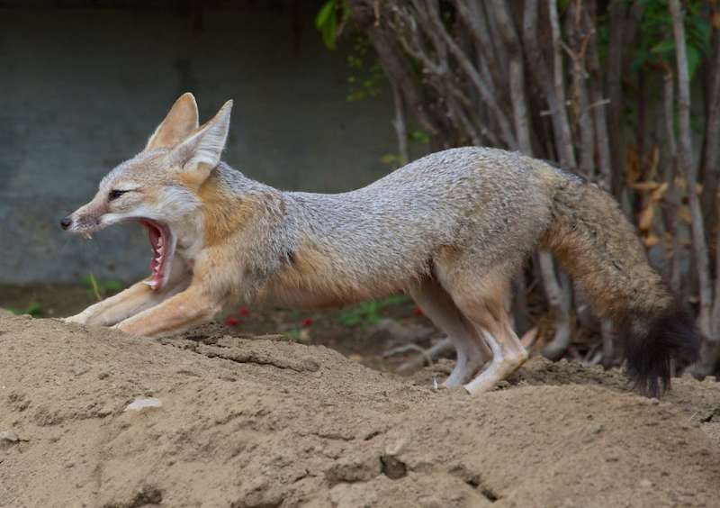 Highly contagious infection threatens endangered San Joaquin kit fox population