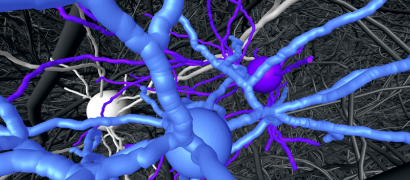 Highly precise wiring in the cerebral cortex