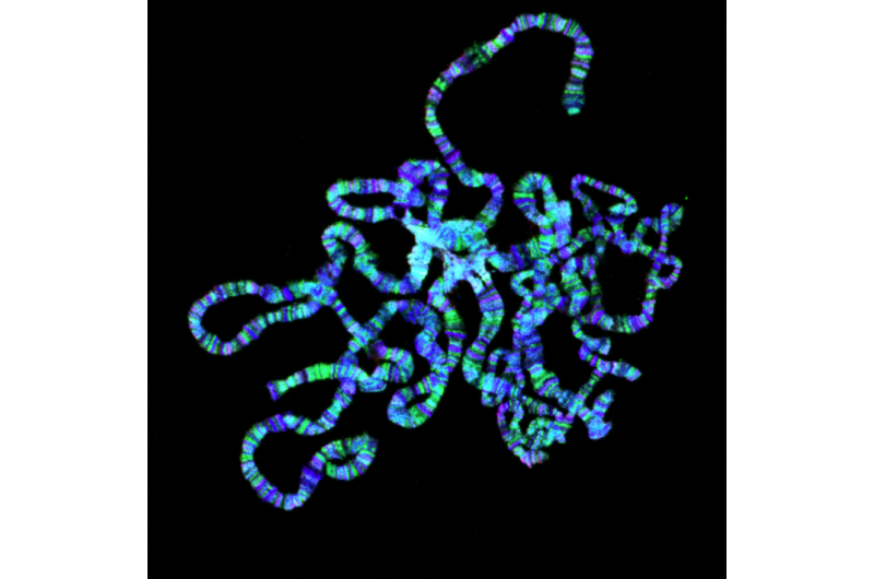 Histone 1, the guardian of genome stability