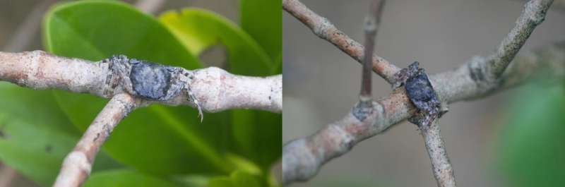 HKU marine ecologists discover and name the first endemic tree-climbing crab