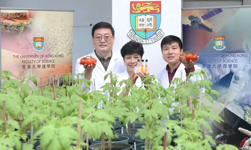 HKU researchers generate tomatoes with enhanced antioxidant properties by genetic engineering