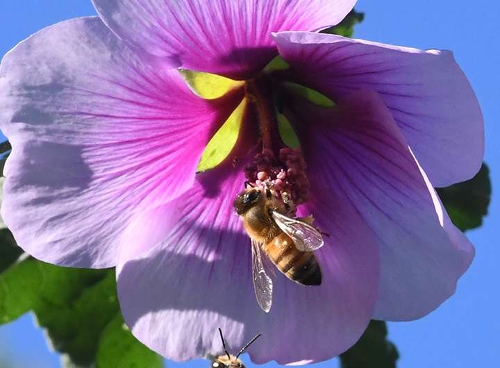 Honey bee genetics sheds light on bee origins