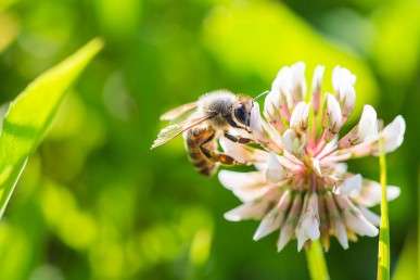 Honeybees could play a role in developing new antibiotics