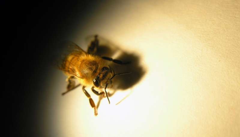 Honey bees have sharper eyesight than we thought