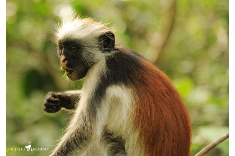 Hope for one of the world's rarest primates: First census of Zanzibar Red Colobus monkey