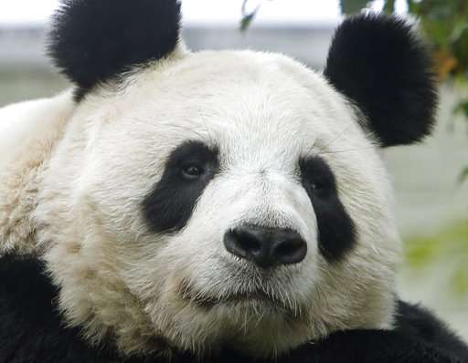 Hopes soar in Scotland: Edinburgh Zoo panda may be pregnant