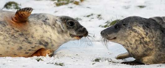 Hormone boost makes wild seals spend more time with each other
