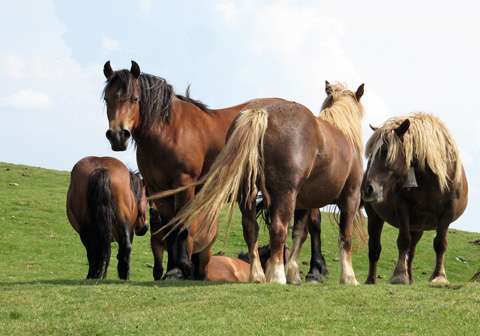 Horsemeat found healthy for human consumption