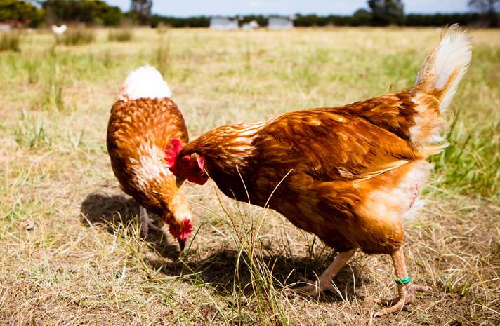Hot weather not to blame for salmonella on egg farms