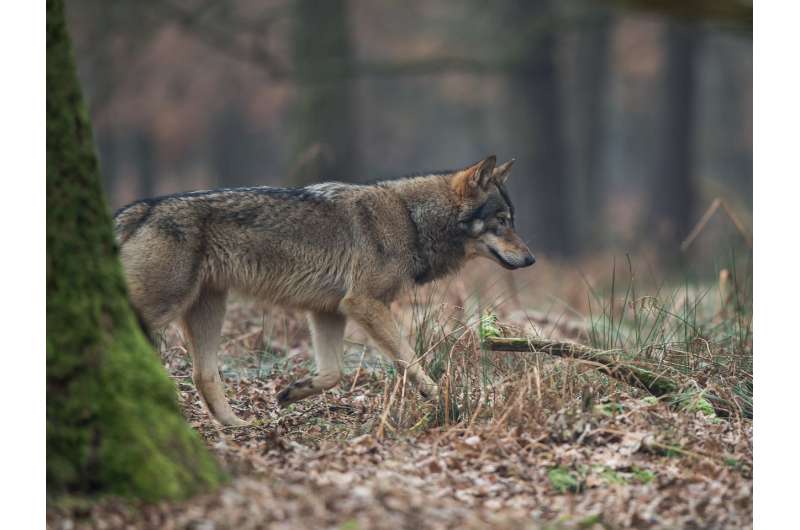Hounds and wolves share parasites